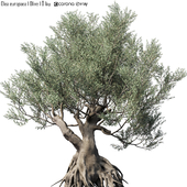 Olive Tree (Europa Olea) # 1