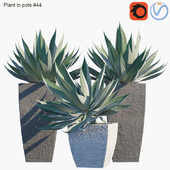 Plant in pots #44 : Agave