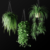 Plants in hanging wicker planters | Растения в подвесных плетёных кашпо