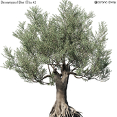Olive Tree (Europa Olea) # 2