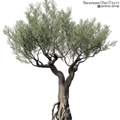 Olive Tree (Europa Olea) # 3