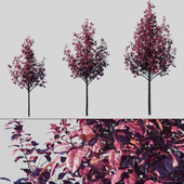 Plum Spread Pissardi / Prunus Cerasifera Pissardii