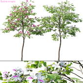 Bauhinia variegata # 1