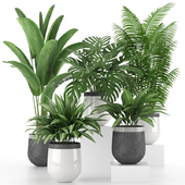 Houseplant Collection 03