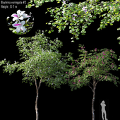 Bauhinia variegata # 2