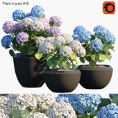 Plant in pots #45 : Hydangea