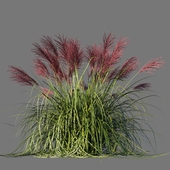 Miscanthus Chinese Rotfeder / Miscanthus sinensis Rotfeder