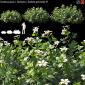 Gardenia augusta | Houttuynia | Gardenia jasminoides # 1