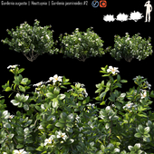 Gardenia augusta | Houttuynia | Gardenia jasminoides # 2
