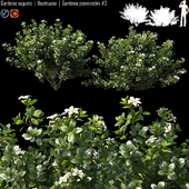 Gardenia augusta | Houttuynia | Gardenia jasminoides # 3