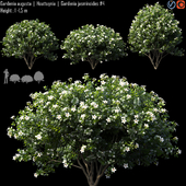 Gardenia augusta | Houttuynia | Gardenia jasminoides # 4