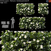 Gardenia augusta | Houttuynia | Gardenia jasminoides # 7