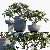 Plant in pots #48 : Gardenia jasminoides