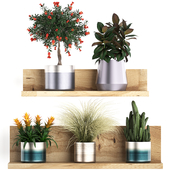 A collection of small plants on a floral wooden shelf in modern pots with a Pomegranate tree, Ficus, cactus, bromelia, grass. Set 409.