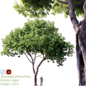 Jacaranda mimosifolia - Dolonix regia # 1
