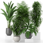 Houseplant Collection 04
