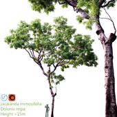 Jacaranda mimosifolia | Dolonix regia | Height = 15m