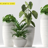 plants 260