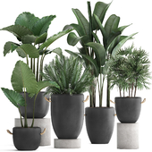 A collection of beautiful small plants in modern black concrete pots with banana palm, rapeseed, alokasia, loft, strelitzia. Set 415.