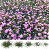 Rain Lily | Zephyranthes carinata Herb | 5 Model