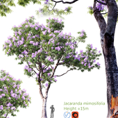 Jacaranda mimosifolia | Height = 15m # 2