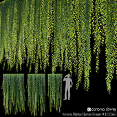 Vernonia Elliptica | Curtain Creeper # 4 (2.5m)