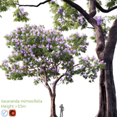 Jacaranda mimosifolia | Height = 15m # 3