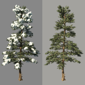 Winter spruce_Fir Winter