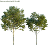 Platanus orientalis -Platanus acerifolia # 3