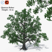 Pedunculate Oak (Quercus Robur) 16m