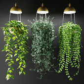Ампельные растения в кашпо со светильниками