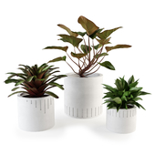 Set of plants w02