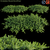 Arctostaphylos | Manzanita Emerald Carpet # 1