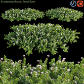 Arctostaphylos | Manzanita Emerald Carpet # 2