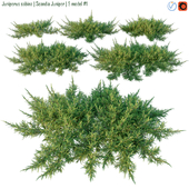 Juniperus sabina | Scandia juniper