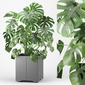 Monstera in a pot 04 (CAPE Collection)