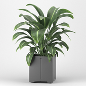 Plant in a pot 05 (CAPE Collection)