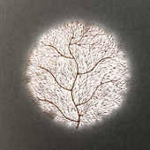 TREE OF LIFE | WALL LAMP
