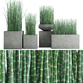 Wintering horsetail in concrete pots / Equisetum hyemale in concrete planters