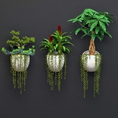 Wall plants