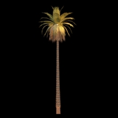Long Detailed Palm Tree