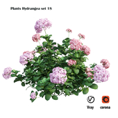 Plants Hydrangea set 18