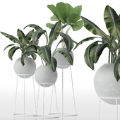 Decorative set of plants