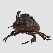 Rhinoceros_beetle.Rhinoceros beetle