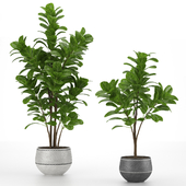 Two Ficus trees