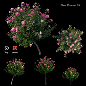 Plant rose set 05