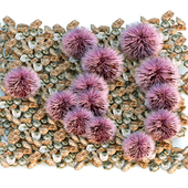 Purple Sea Urchin