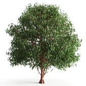 tree 55 D