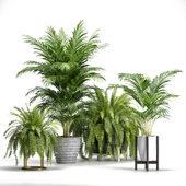 Set of plants No. 3 (Areca palm, fern)
