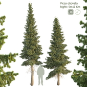 Ель сибирская Picea obovata 5м - 6м